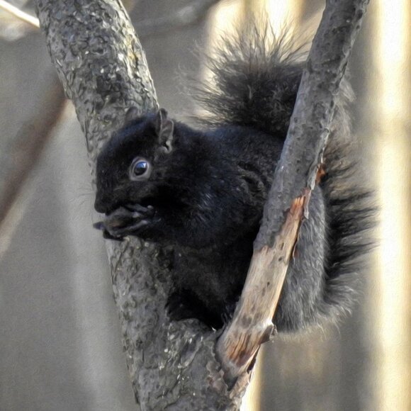 Black Squirrel Eating in‎ a Tree Oil Painting Art Photography Print - Picture 4 of 4